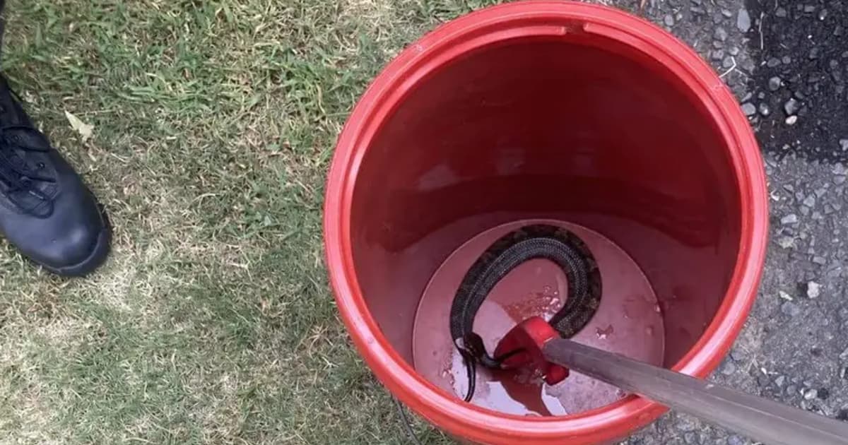 Cobra venenosa é encontrada em capacete após treino nos EUA