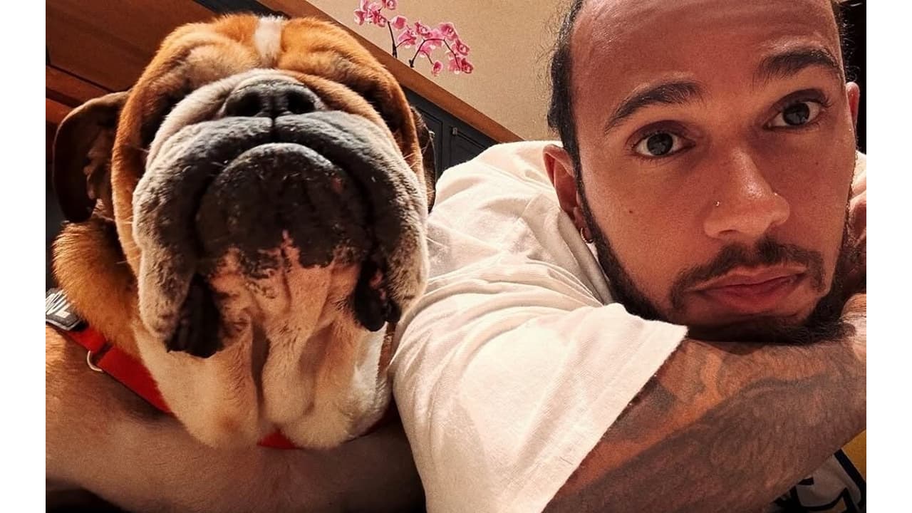 Cachorro de Lewis Hamilton é diagnosticado com doença grave