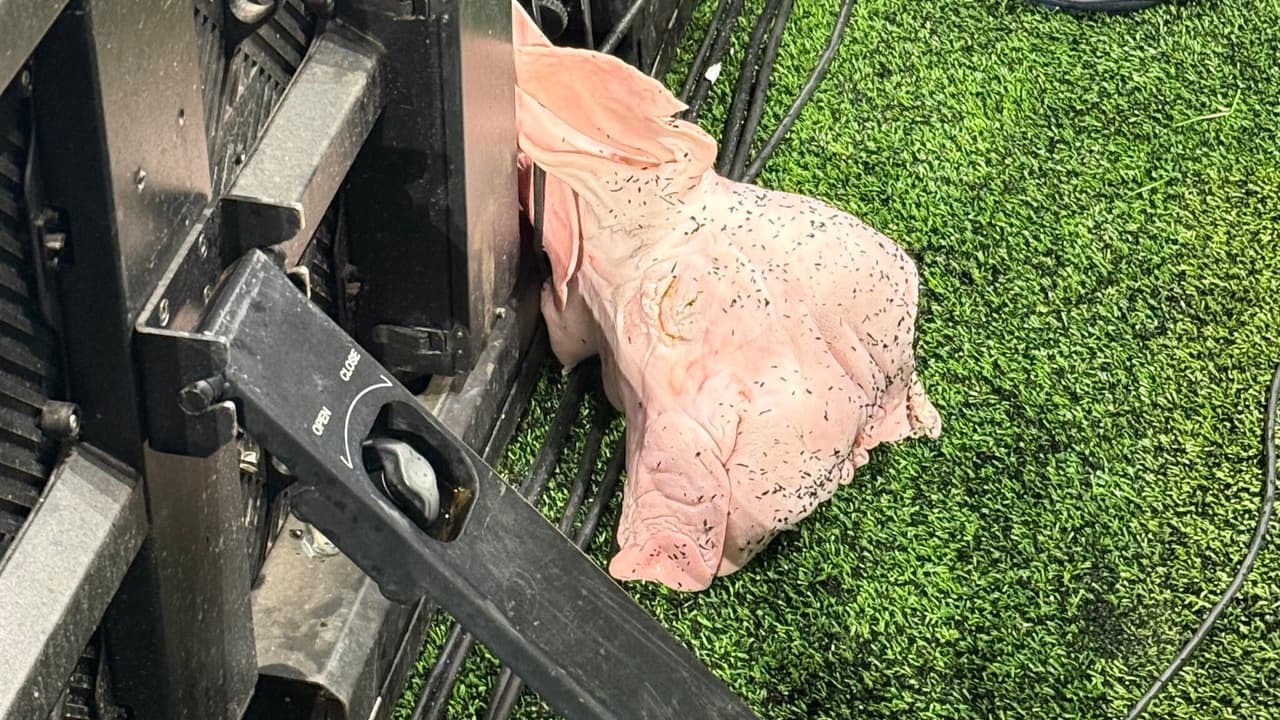 PROVOCAÇÃO E VITÓRIA! Corinthians vence o Palmeiras e faz festa com olé e bons sonhos na Arena!