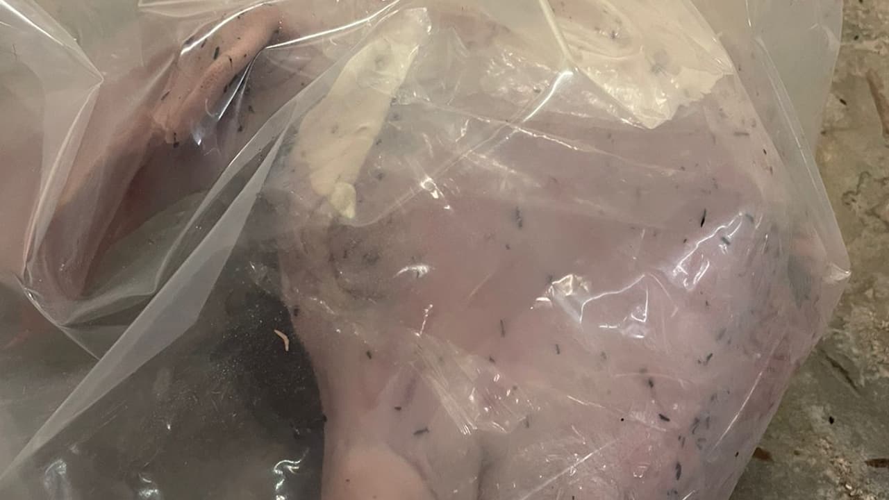 Porco decapitado encontrado em sacola antes do clássico Corinthians x Palmeiras.