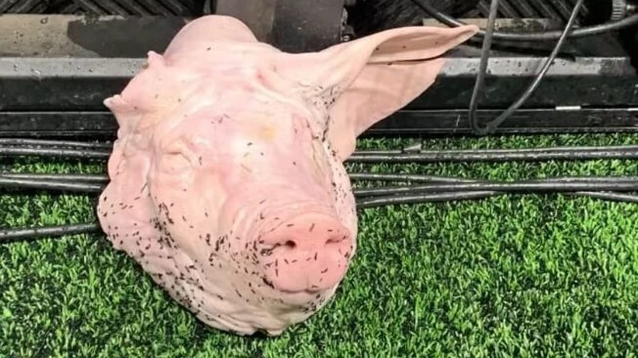 Torcedor que lançou cabeça de porco em Corinthians x Palmeiras é condenado