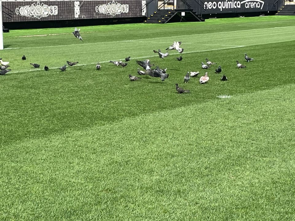 Pombas na Neo Química Arena