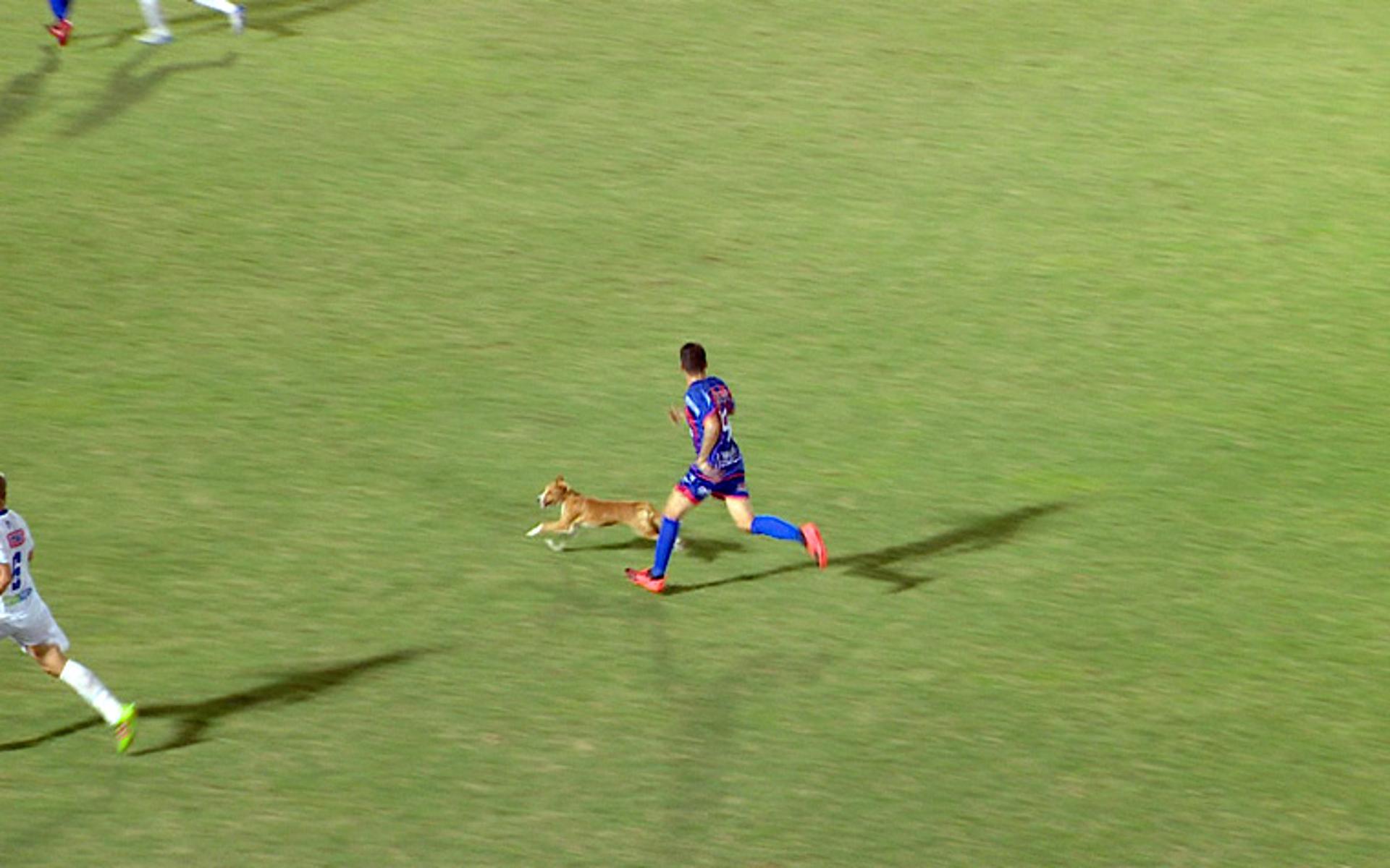 Cachorro invade campo no campeonato amazonense