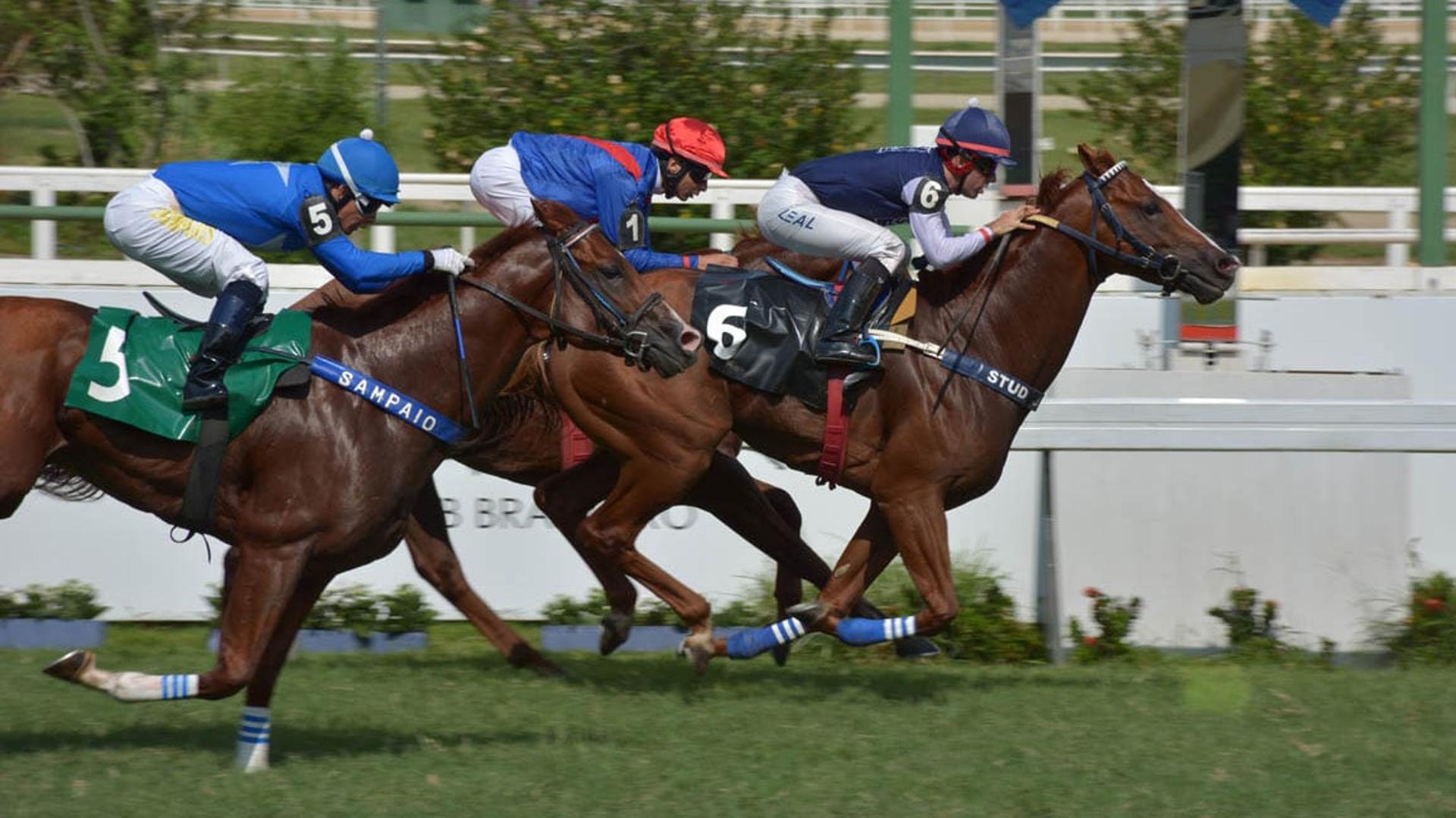 Aprendendo a jogar nos cavalos