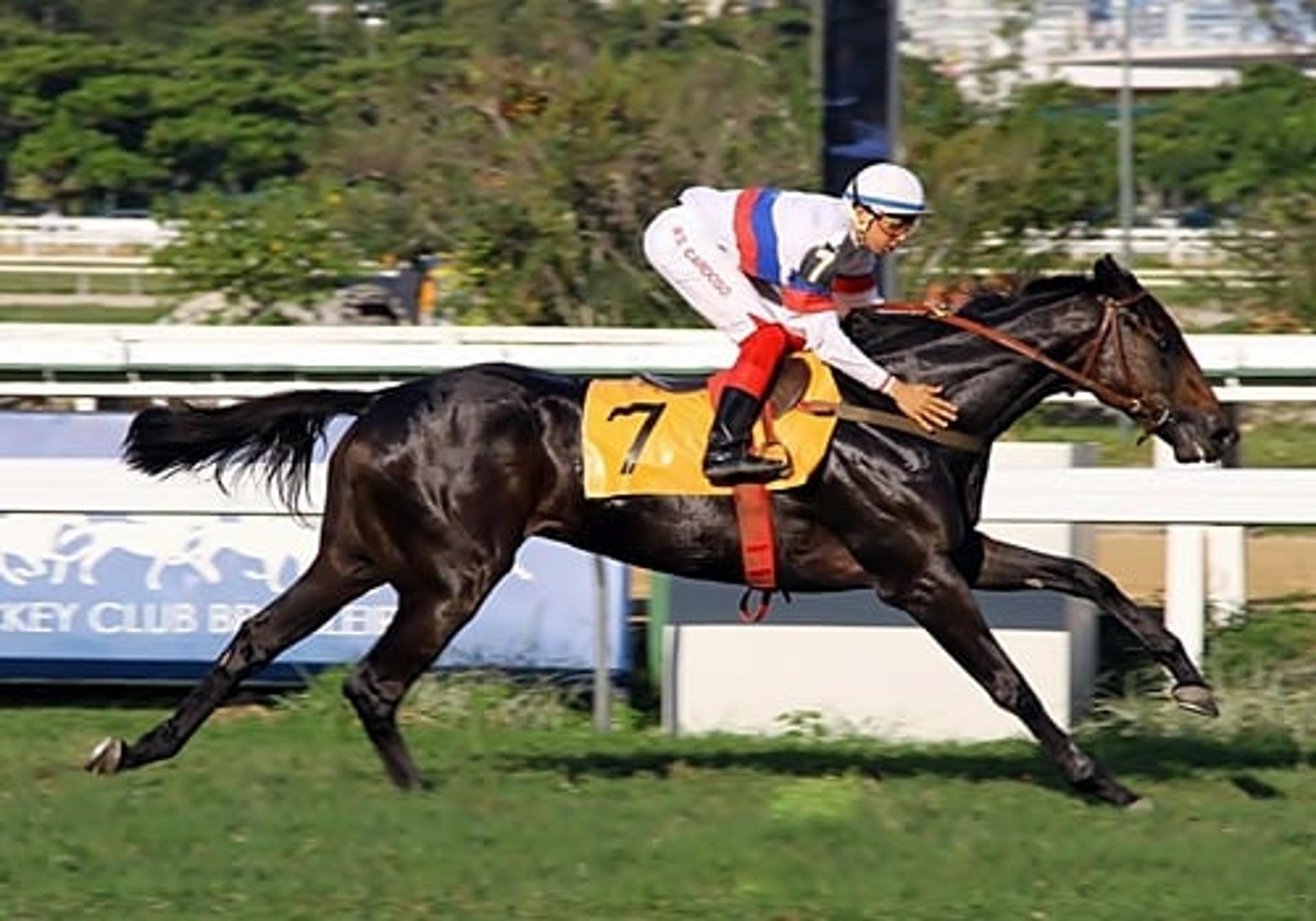 Mud Pie é nome forte na melhor carreira do Hipódromo da Gávea