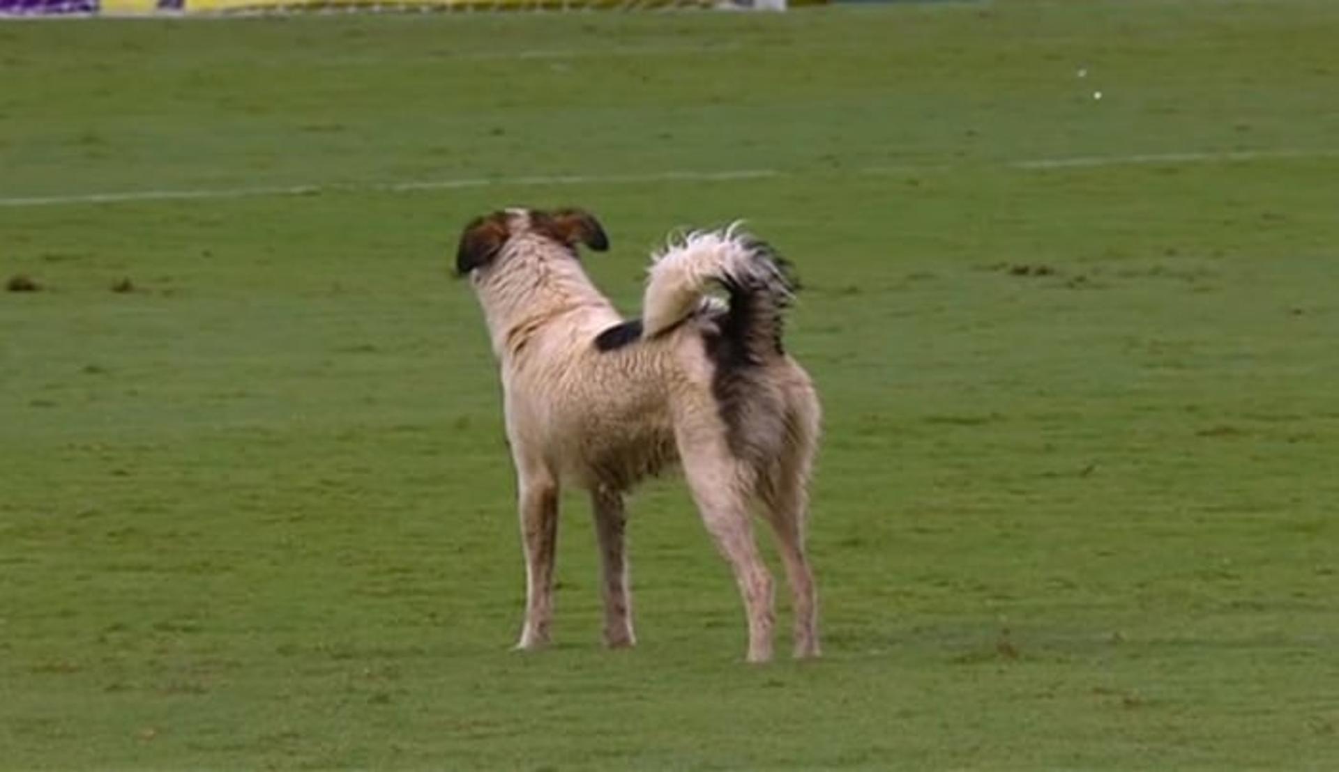 Lidando com situação difícil para cachorro em campo, Vitória e Figueirense ainda viram um cão passear no Barradão