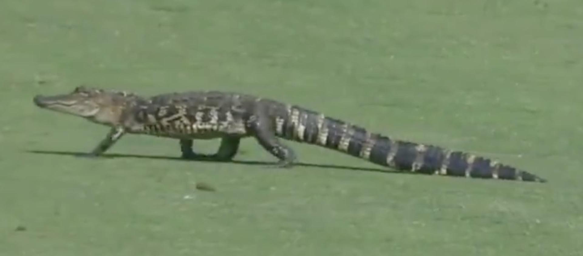 Jacaré bebê atravessa gramado durante torneio de golfe