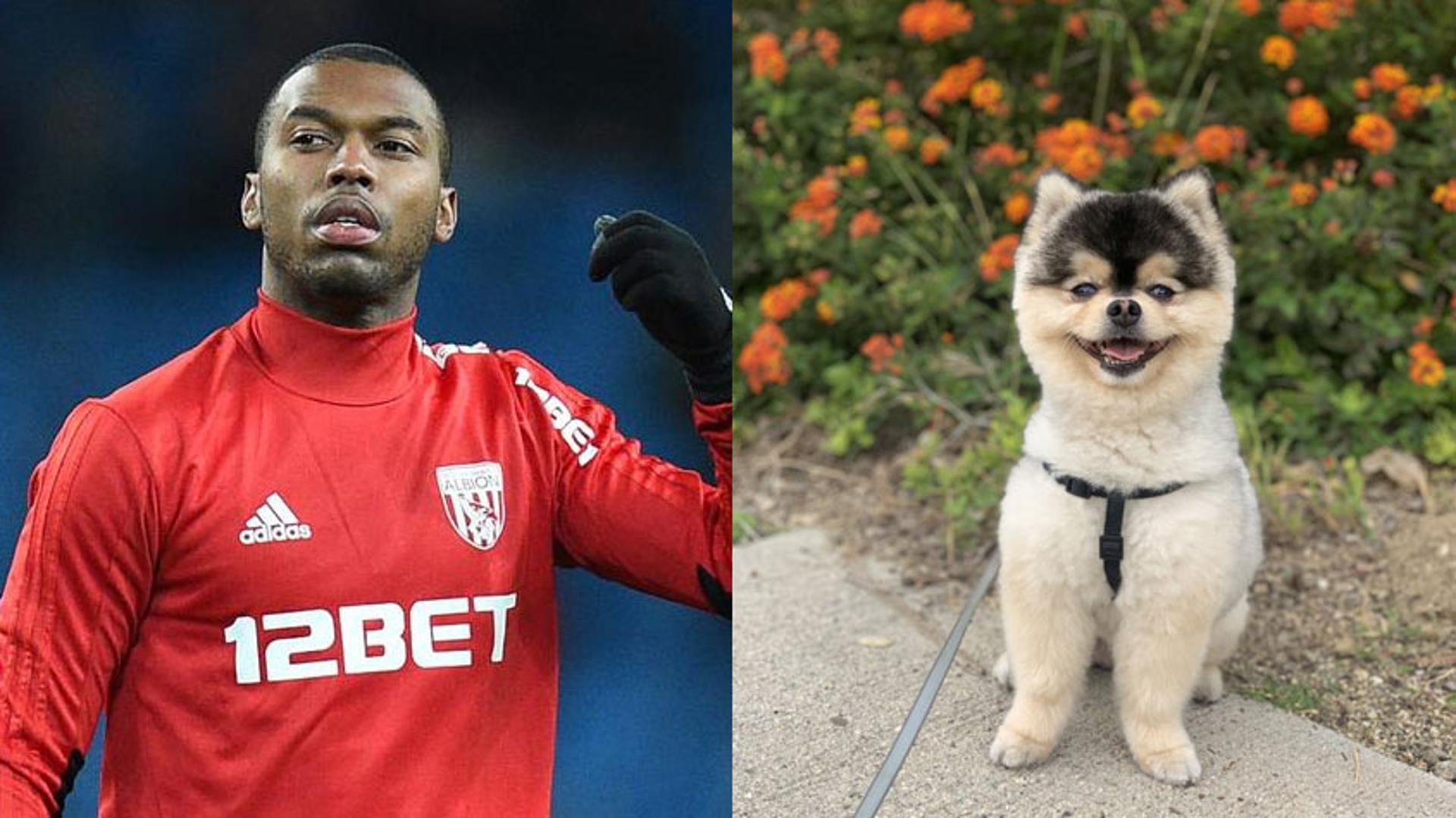 Sturridge e cachorro