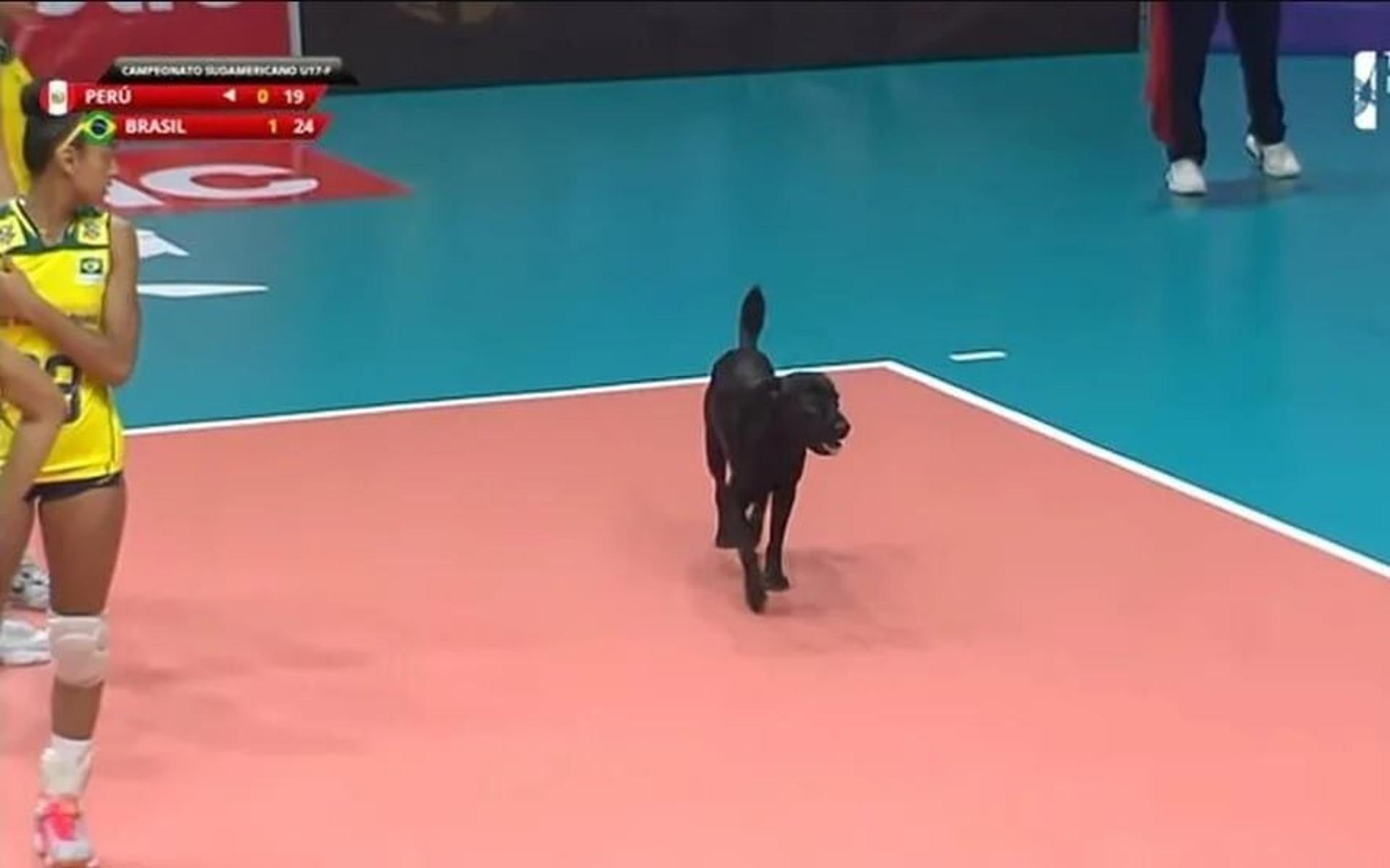 Cachorro-Sul-Americano-de-volei-Sub-17-aspect-ratio-512-320