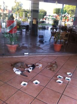 Gatos mortos na sede do Al Ahly (Foto: Reprodução / almesryoon.com)