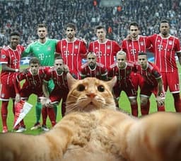 Bayern brinca com a invasão do gato