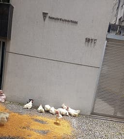 Os cruzeirenses foram à sede da FMF com galinhas e milho para protestar contra a tabela da Raposa no Estadual