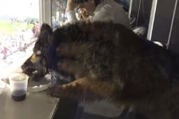 Cachorro invade as cabines do estádio Julio Grondona