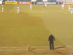 Cachorro auxiliar técnico no futebol paraguaio