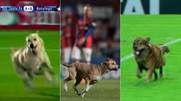 A partida entre CSA e Cruzeiro ficou marcada pela invasão de um cachorro durante o segundo tempo do confronto. O animal 'driblou' todos, até mesmo deixando um gandula caído. O LANCE! relembra outros cachorros que invadiram o gramado e roubaram a cena.&nbsp;