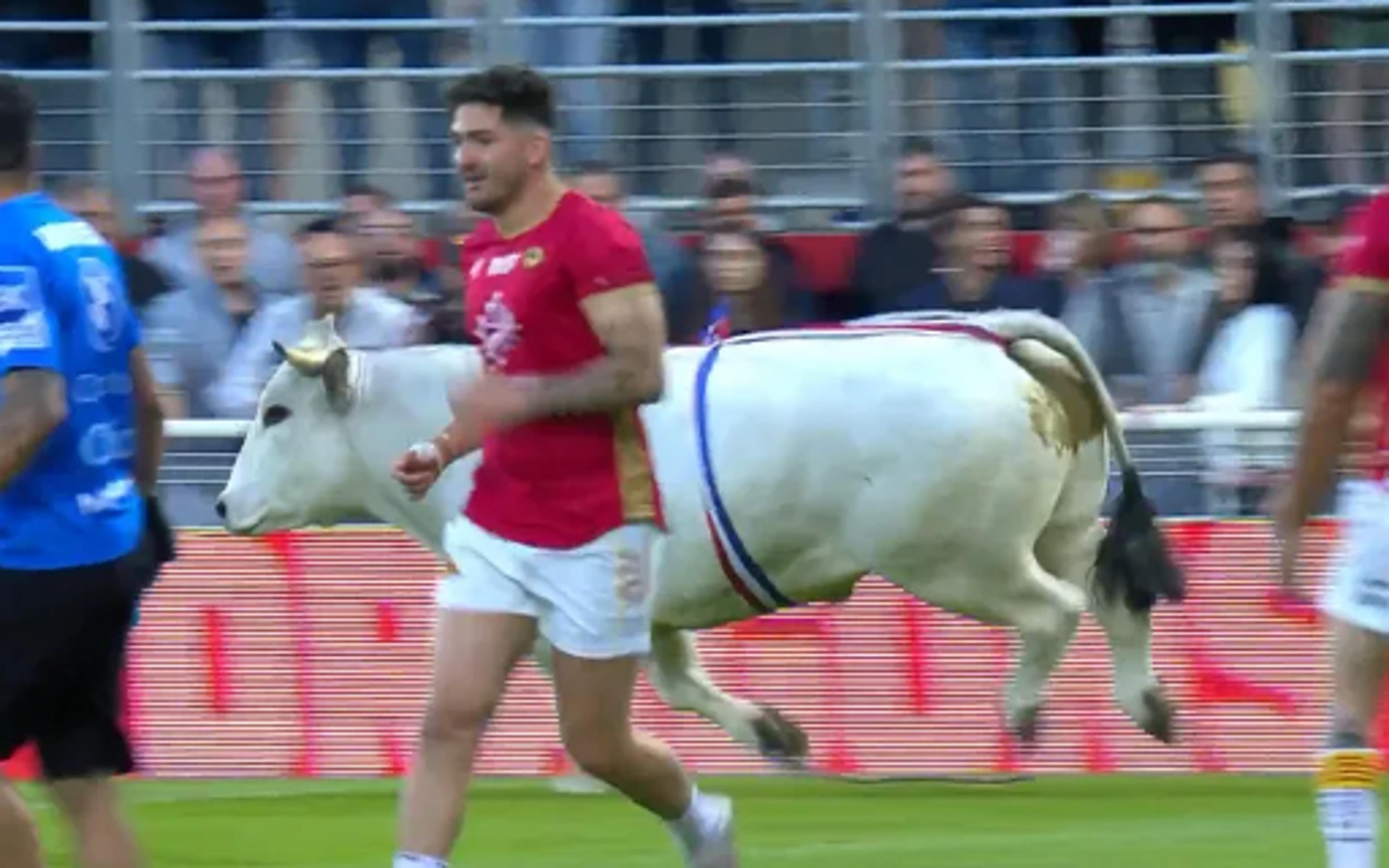 Vídeo: Touro invade partida de Rugby na França e persegue os jogadores