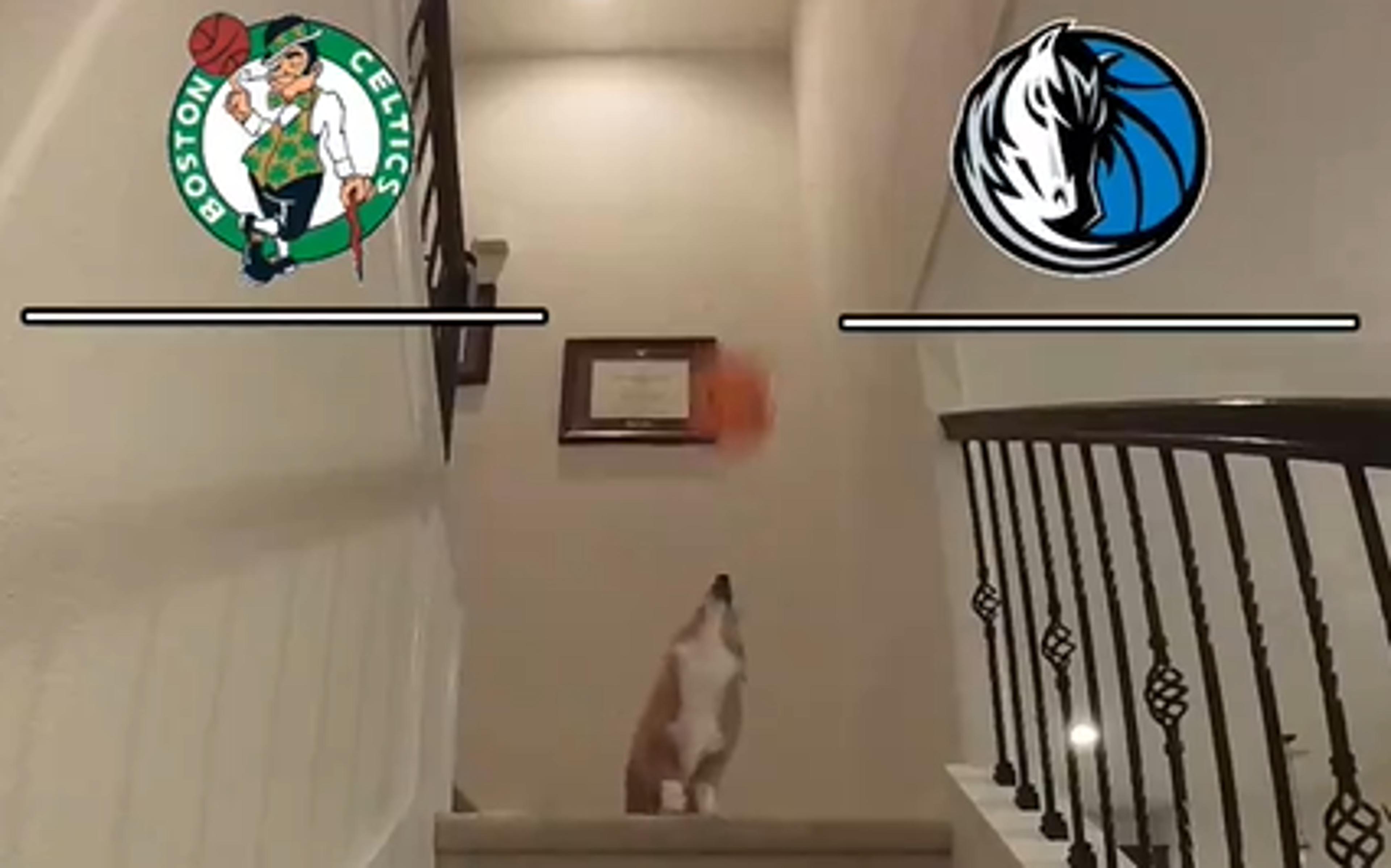 Ele voltou! Cachorrinho vidente prevê quem será o campeão da NBA