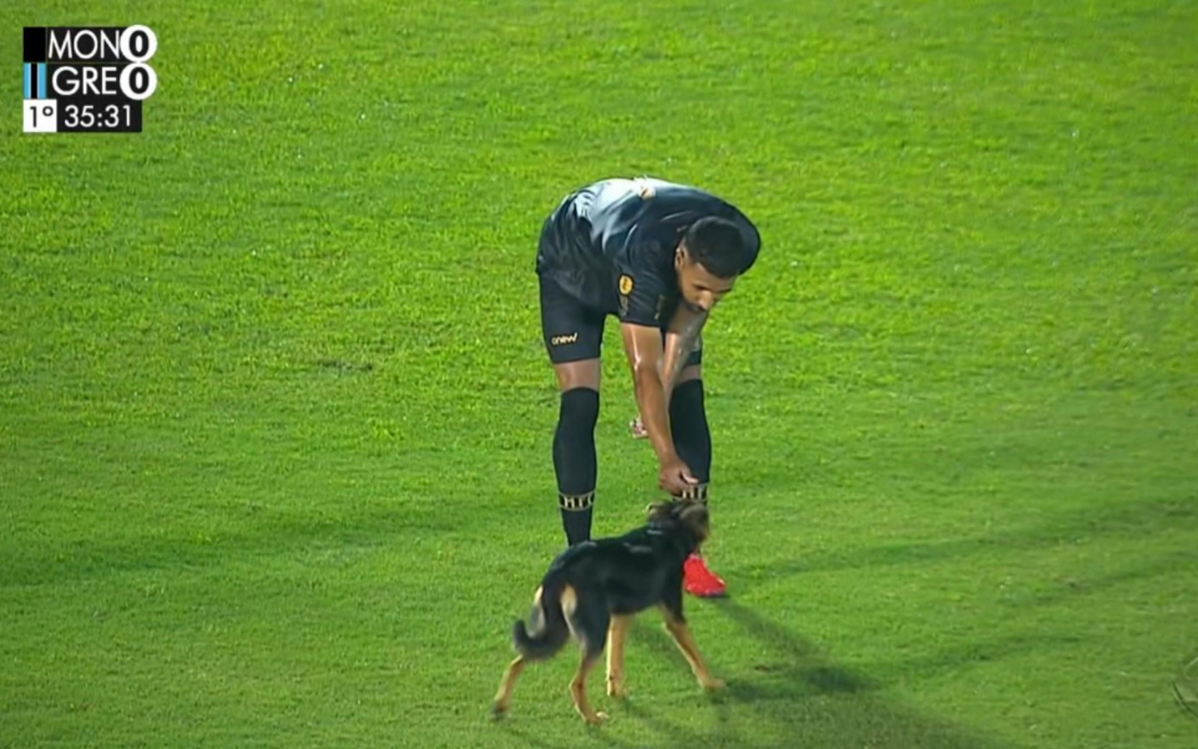 Olha o cusco! Cachorro invade campo e paralisa jogo do Grêmio no Gauchão