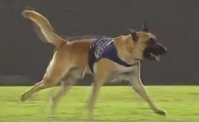 O cachorro joga futebol com o anfitrião, pastor alemão brincando