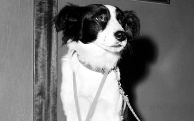 O cachorro Pickles e o resgate da Taça Jules Rimet em 1966