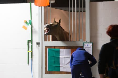 Chegada dos cavalos