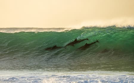 Golfinhos durante bateria na etapa de J-Bay na WSL (Foto: Alan Van Gysen/World Surf League)