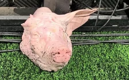 Cabeça de porco na Neo Química Arena (Foto: Reprodução)