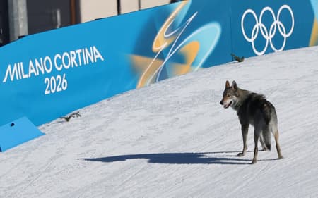 Um cachorro circula pela pista durante a qualificação do sprint livre por equipes feminino nos Jogos Olímpicos de Inverno Milão-Cortina 2026, no Estádio de Esqui Cross-Country de Tesero, em Lago di Tesero, em 18 de fevereiro de 2026. (Foto: Anne-Christine Poujoulat/AFP)