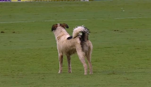 Lidando com situação difícil para cachorro em campo, Vitória e Figueirense ainda viram um cão passear no Barradão