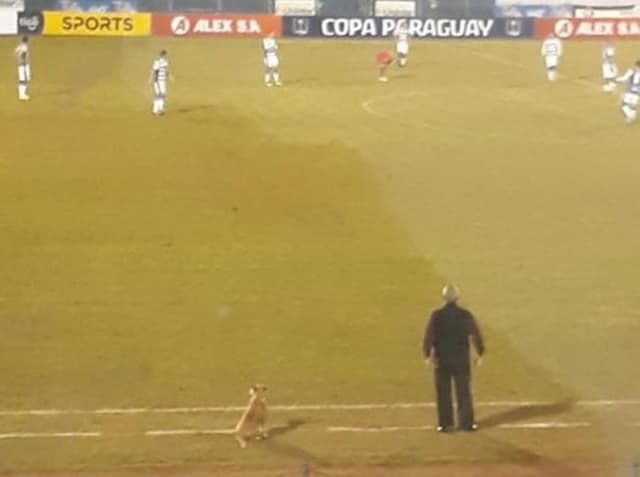 Cachorro auxiliar técnico no futebol paraguaio