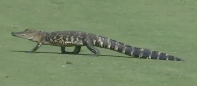 Jacaré bebê atravessa gramado durante torneio de golfe