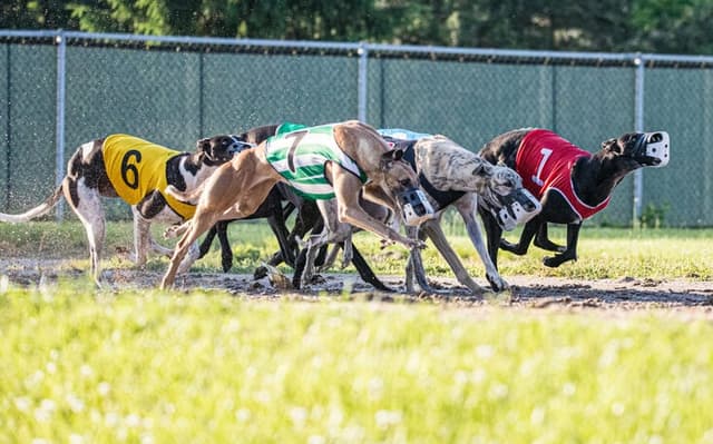 bet365-corrida-galgos-aspect-ratio-512-320