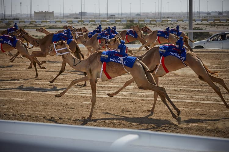Corrida Camelos PSG