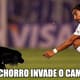 Na Libertadores cachorro invade o campo. E quem não ama cachorros?