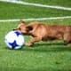 Cachorro que invadiu gramado do duelo San Lorenzo x Arsenal Sarandí