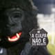 Ponte Preta promove campanha contra a violência aos macacos