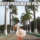 Os memes do retorno de Alexandre Pato ao Tricolor