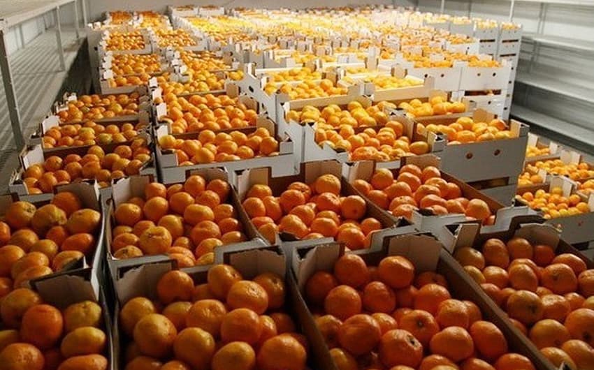 Srna doa 20 toneladas de tangerina (Foto: Divulgação/FC Shakhtar Donetsk)