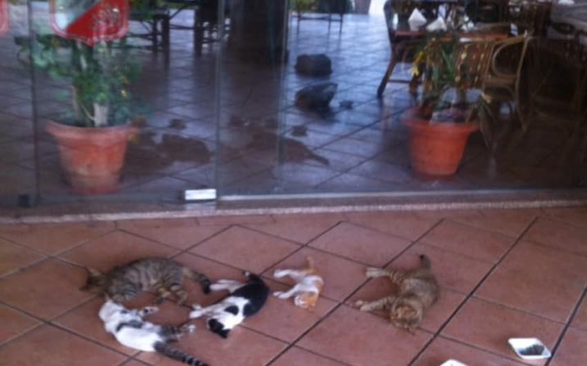 Gatos mortos na sede do Al Ahly (Foto: Reprodução / almesryoon.com)