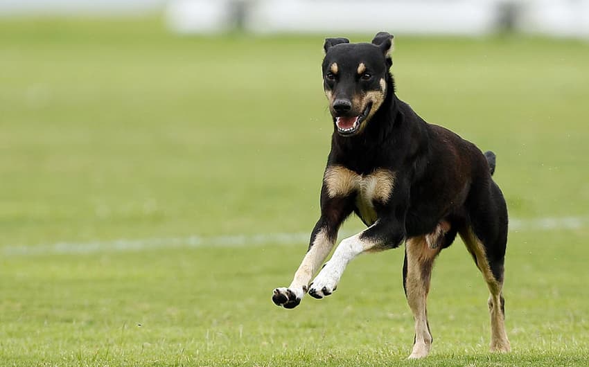 Cachorro - Treino do Botafogo (Foto: Wagner Meier/ LANCE!Press)