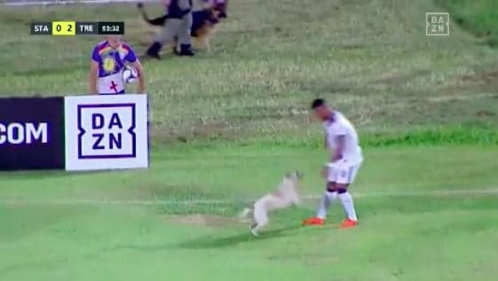 Cachorro invade campo em Santa Cruz x Treze