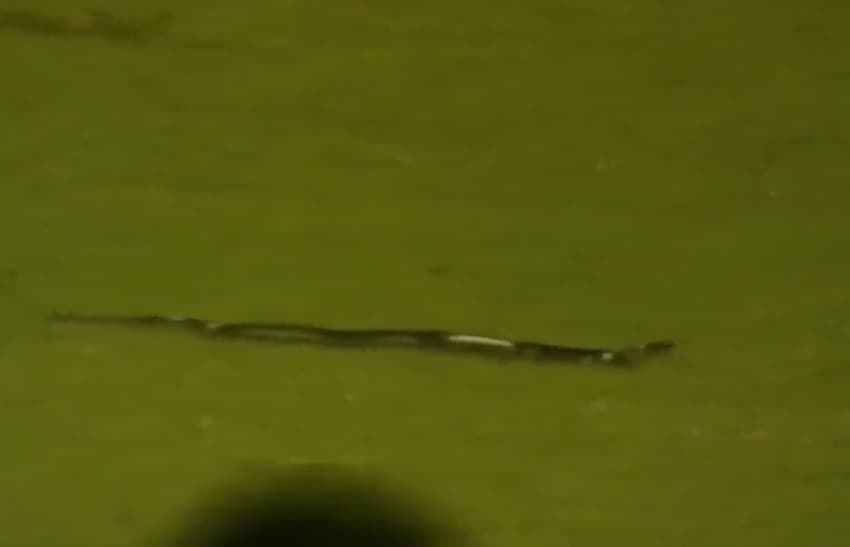 Cobra em jogo de críquete