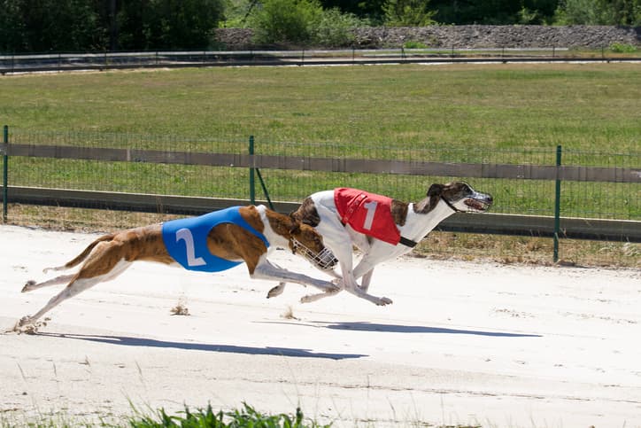 Awesome two greyhounds dogs at full speed