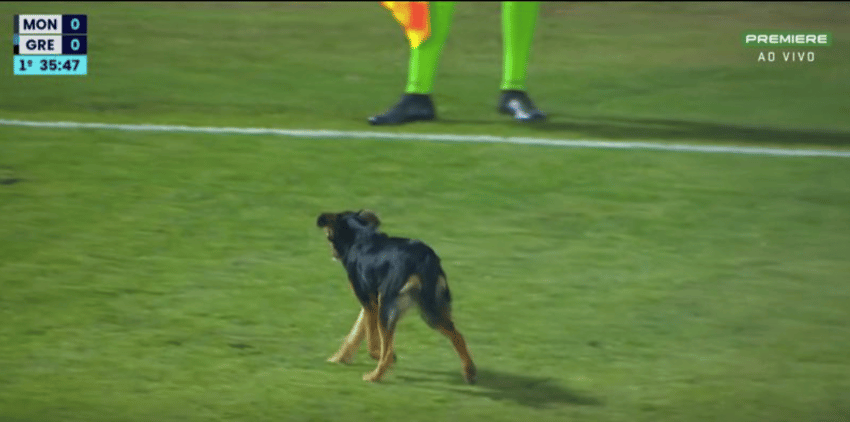 Cachorro invade campo em jogo de Monsoon e Grêmio (Foto: Reprodução/Premiere)