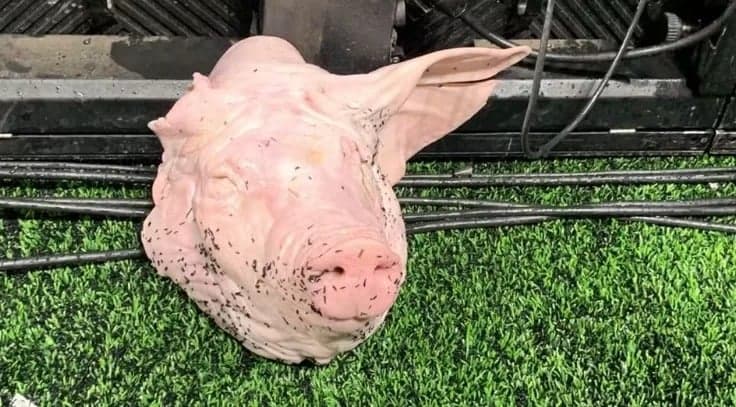 Cabeça de porco na Neo Química Arena (Foto: Reprodução)