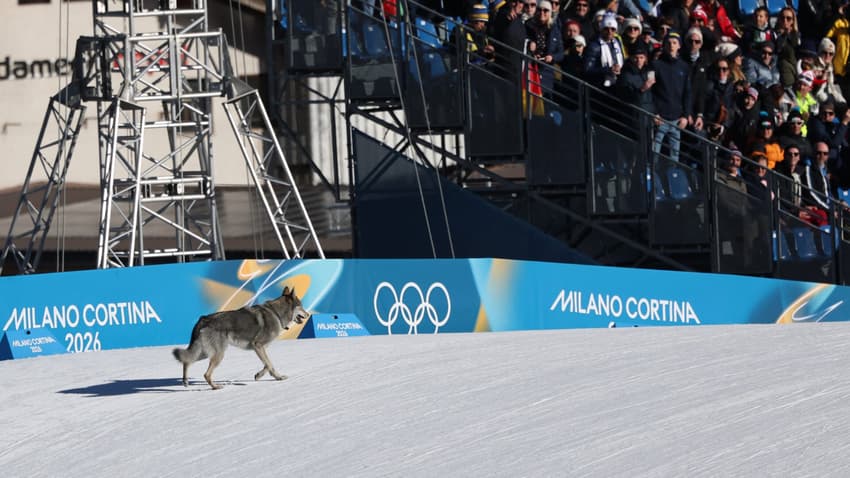 Um cachorro percorre a pista durante a qualificação do sprint livre por equipes feminino nos Jogos Olímpicos de Inverno Milão-Cortina 2026, no Estádio de Esqui Cross-Country de Tesero, em Lago di Tesero (Val di Fiemme), em 18 de fevereiro de 2026. (Foto: Anne-Christine Poujoulat/AFP)