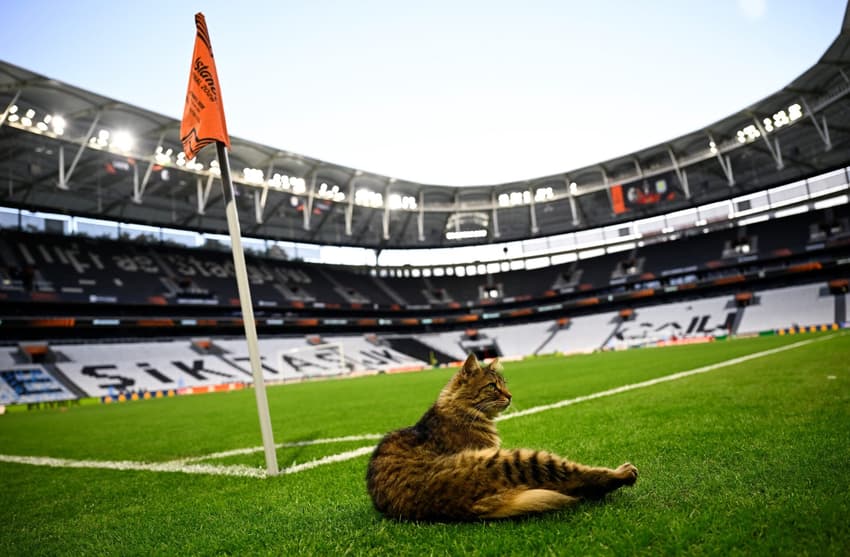 Um gato aparece próximo à bandeirinha de escanteio no Estádio Tüpraş, em Istambul, na véspera da final da Europa League (Foto: Yasin Akgul/AFP)