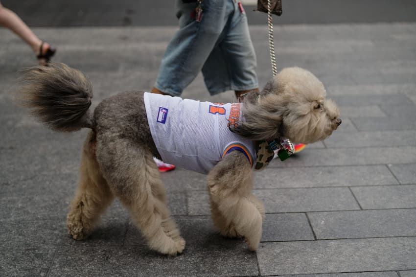 Cachorro usando roupa do New York Knicks nos arredores do Madison Square Garden