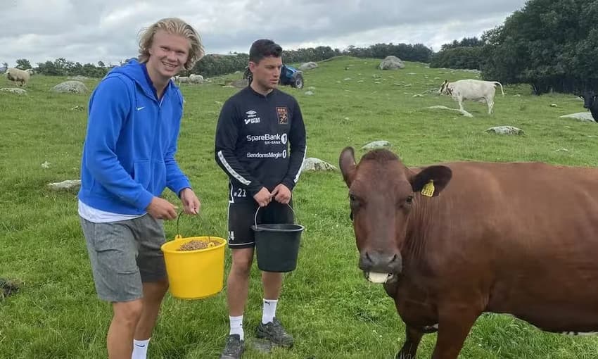 Erling Haaland, do Manchester City, com uma vaca em uma fazenda