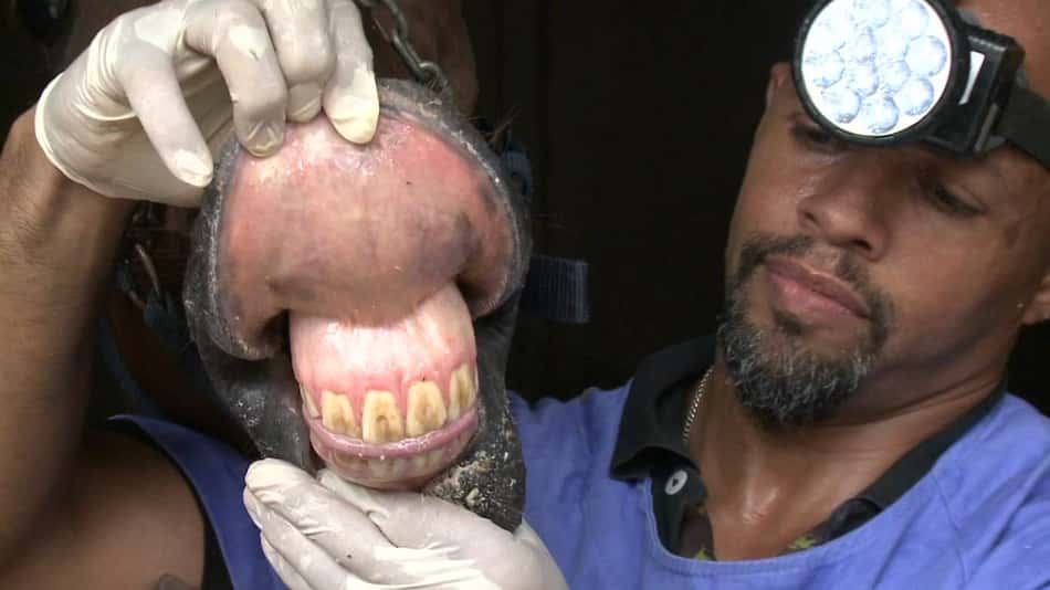 Na Gávea, cavalo também vai ao dentista